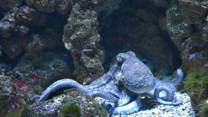 அவை முட்டையிடுவதற்கு முன்பு தங்களைத் தாங்களே சித்திரவதை செய்து சாப்பிட முயற்சிப்பதாக ஆய்வுகள் தெரிவிக்கின்றன. 