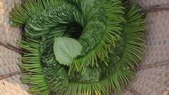 Paan Benefits: খাবারের পর এক খিলি পানের অভ্যেস? ভাল না কি খারাপ?