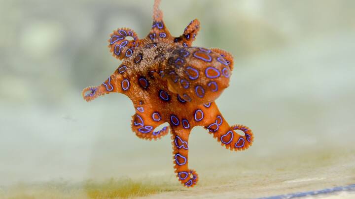 உடலில் ஏற்படும் இந்த இரசாயன மாற்றங்கள் பெரும்பாலும் ஒன்றாக சேர்ந்து ஆக்டோபஸ்கள் தங்களைத் தாங்களே வலியை உண்டாக்குகின்றன என்று ஆராய்ச்சியாளர்கள் இப்போது நம்புகிறார்கள்.இருப்பினும், ஆக்டோபஸின் உடலில் இத்தகைய கடுமையான மாற்றம் ஏற்படுவதற்கான சரியான காரணம் விஞ்ஞானிகளால் முழுமையாக கண்டறியப்படவில்லை.