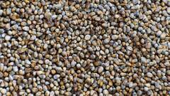 Benefits of Millets : 'बाजरी' शरीराला निरोगी ठेवण्यात करते अशाप्रकारे मदत !