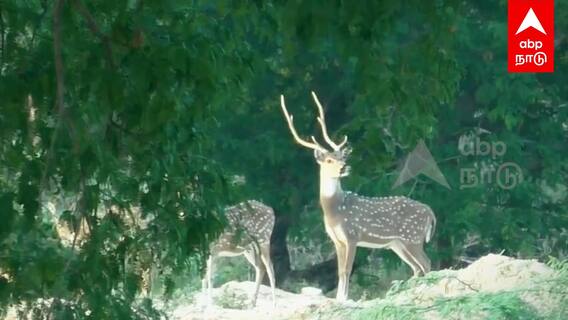 Dharmapuri Deer Visuals - கூட்டம் கூட்டமாய் வந்த  புள்ளி மான்கள்..அரூரில் அதிசயம்!