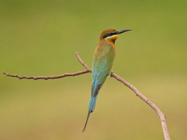 நீல வால் தேனீ உண்ணி( Blue-tailed Bee-Eater ) -  தென்கிழக்கு ஆசியாவிலிருந்து வருகிறது