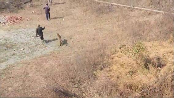 Leopard Attack in Haldwani : అటవీశాఖ అధికారులపైనే దాడి చేసిన చిరుత | ABP Desam