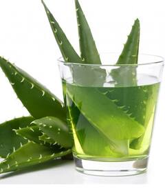 Health Tips: ਦਿਨ ਦੀ ਸ਼ੁਰੂਆਤ ਐਲੋਵੇਰਾ ਜੂਸ ਦੇ ਨਾਲ...ਸਰੀਰ 'ਚ ਚੁਸਤੀ ਤੋਂ ਲੈ ਕੇ ਪਾਚਨ ਸ਼ਕਤੀ ਤੱਕ ਮਿਲਣਗੇ ਕਈ ਫਾਇਦੇ