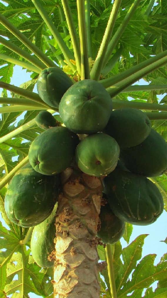 खानदेशात पपईचा दर काय?