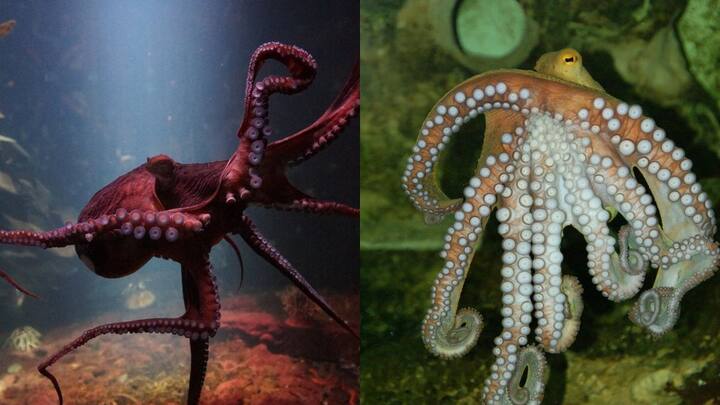 கரண்ட் பயாலஜி என்னும் ஜர்னலில் வெளியிடப்பட்ட புதிய ஆய்வின்படி, தாய் ஆக்டோபஸ்கள் முட்டையிடும் நேரத்தில் ஏற்படும் சில ரசாயன மாற்றங்களால் தாங்களாகவே வலியை உற்பத்தி செய்கின்றன அதை அடுத்து வலியின் காரணமாக அவைத் தங்களைத் தாங்களே சாப்பிடுகின்றன.