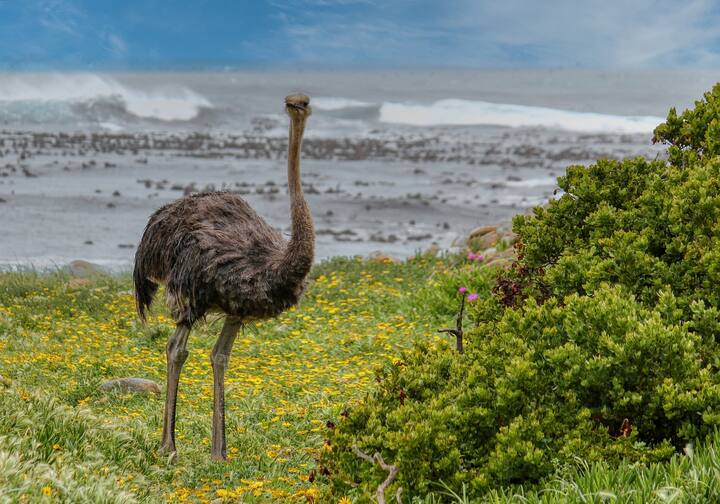 ஈமு பறவையானது தென் துருவத்தில் பெரும்பாலும் வாழக்கூடியது