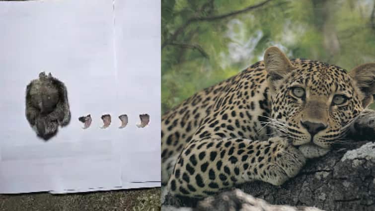 pune news pune claw of leopard claw cut to make locket claw and four claws seized by forest department Pune News : शौक नडला! बिबट्याच्या नखाचं लॉकेट करण्यासाठी थेट बिबट्याचा पंजा कापला; तिघांवर गुन्हा दाखल