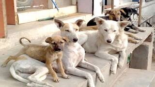Dog Bite: સુરતમાં વધ્યો શ્વાનનો આતંક, રોજના નોંધાય છે 100થી વધુ કરડવાના કેસ