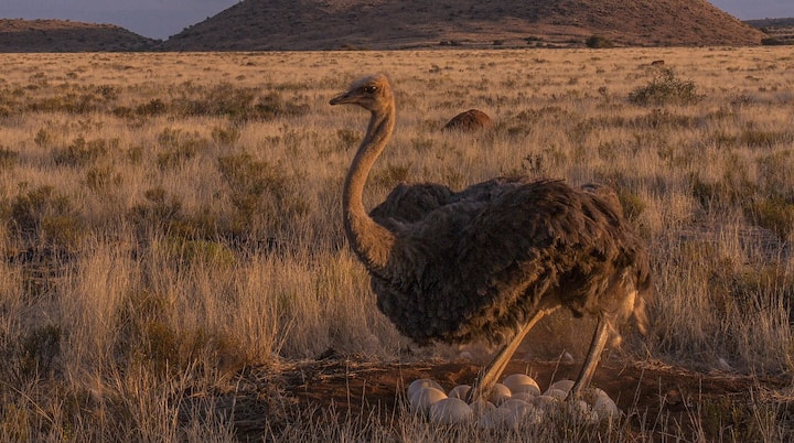 ஆண்பறவைதான் அடைகாக்கும்