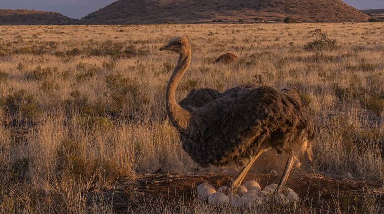 Emu bird: ஆண் ஈமுதான் அடைகாக்கும்!...ஈமு பற்றி பலரும் அறியாத சுவாரஸ்ய தகவல்கள்...