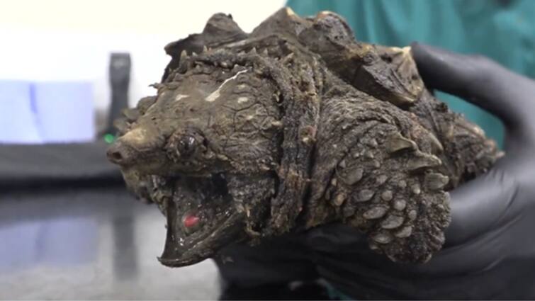 Exotic Bone Cutting alligator snapping Turtle Fluffy Rescued In Cumbria Fluffy, Dinosaur-Like Turtle That Can Cut Through Bones, Found In Cumbria