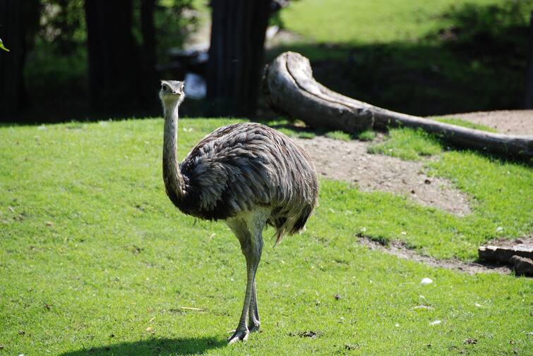 Emu bird: ஆண் ஈமுதான் அடைகாக்கும்!...ஈமு பற்றி பலரும் அறியாத சுவாரஸ்ய தகவல்கள்... Emu bird: ஆண் ஈமுதான் அடைகாக்கும்!...ஈமு பற்றி பலரும் அறியாத சுவாரஸ்ய தகவல்கள்...