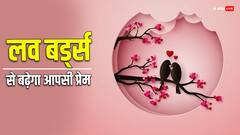 Valentine’s Day 2024: लव बर्ड्स कहलाते हैं ये पक्षी, घर पर जोड़े में लगाने से बढ़ेगा आपसी प्यार