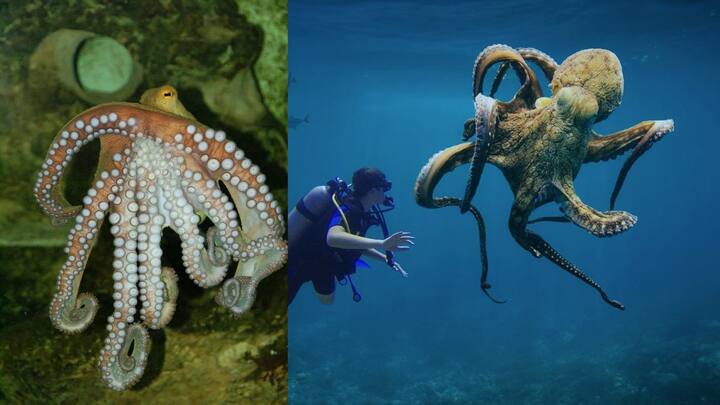 977ல் வெளியான ஒரு ஆய்வு, ஆக்டோபஸின் கண்களுக்கு அருகில் உள்ள சுரப்பிகள் அவற்றின் சுய அழிவுக்கு காரணம் என்று விளக்கியது. அந்த நேரத்தில், சுரப்பிகள் ஸ்டீராய்டு ஹார்மோன்களை உற்பத்தி செய்வதை ஆராய்ச்சியாளர்கள் கண்டறிந்தனர், இது முட்டைகளை இடும்போது ஆக்டோபஸ்களை சித்திரவதை செய்ய தூண்டுகிறது.