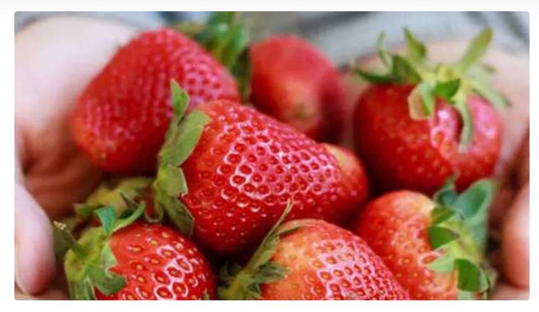 Success Story A farmer in Bihar has made huge profits from strawberry farming एकेकाळी हरियाणात मजूर म्हणून काम, आज स्ट्रॉबेरीच्या शेतीतून झाला करोडोंचा मालक 