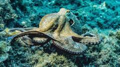 Octopus Mating: உடலுறவுக்குப் பிறகு தன்னைத்தானே அழித்துக்கொள்ளும் ஆக்டோபஸ்! - காரணமென்ன தெரியுமா?