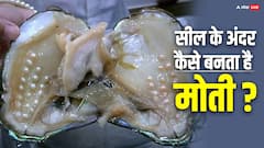 कैसे एक जीव के शरीर में से निकलता है समुद्री मोती? क्या आप उसे घर पर पाल सकते हैं