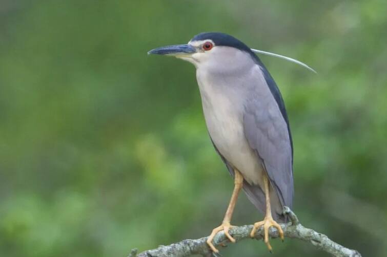 Migratory birds found in India during the summer ઉનાળા દરમિયાન ભારતમાં જોવા મળતા પ્રવાસી પક્ષીઓ વિશે જાણો