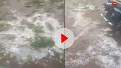 जबलपुर में ओले गिरने से फसलों को भारी नुकसान, किसानों ने की मुआवजे की मांग