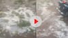MP Weather News: जबलपुर में ओले गिरने से फसलों को भारी नुकसान, किसानों ने की मुआवजे की मांग