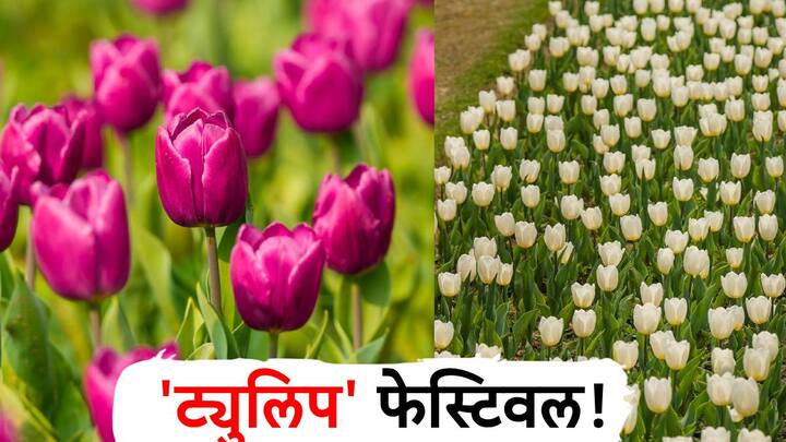 Tulip Festival : राजधानी दिल्लीत ट्युलिप फेस्टिवलची धूम!