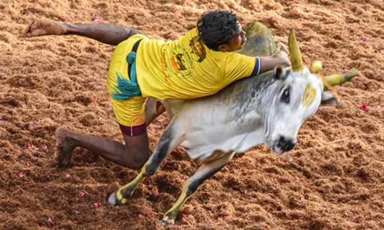 Trichy district Jallikattu competition 45 players injured - TNN திருச்சி மாவட்டத்தில் ஜல்லிக்கட்டு போட்டியில் காளைகள் முட்டியதில் 45 வீரர்கள் காயம்