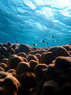 Worlds Largest Aquariums: திமிங்கலம் முதல் சிறிய மீன்கள் வரை உள்ள காட்சி சாலைக்கு  போக விருப்பமா...உங்களுக்காக சில இடங்கள்...