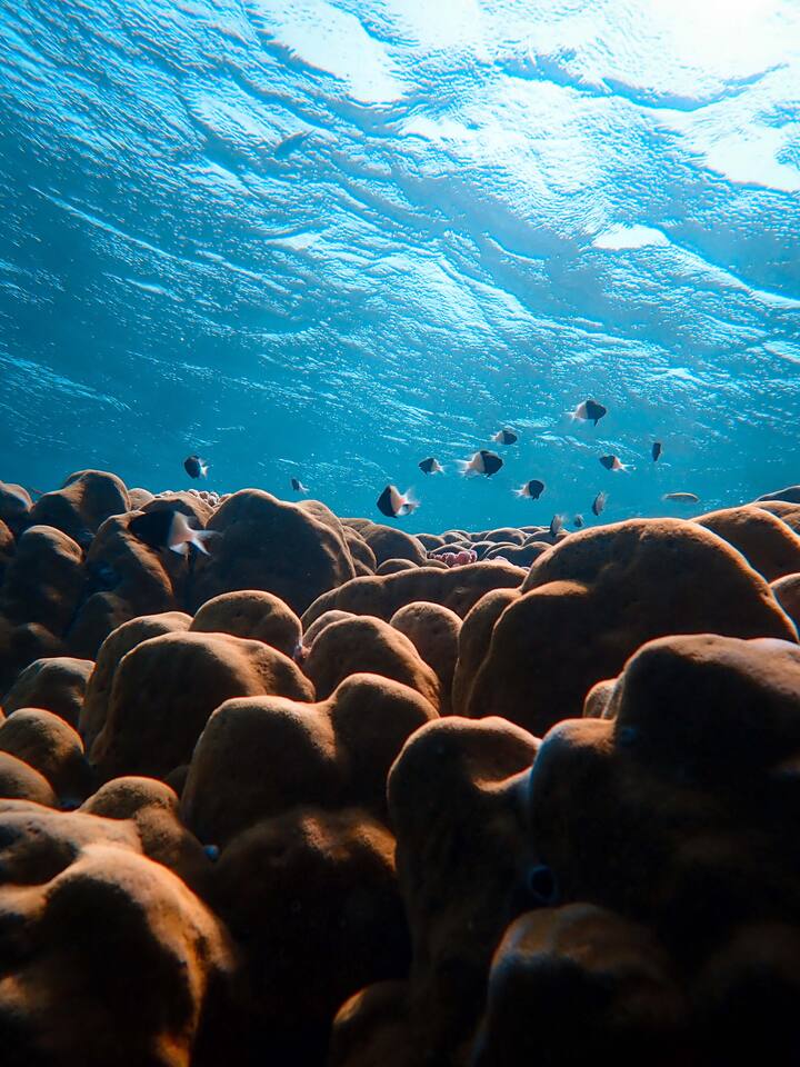 சிங்கப்பூர் எஸ்.இ.ஏ நீர்வாழ் காட்சி சாலை