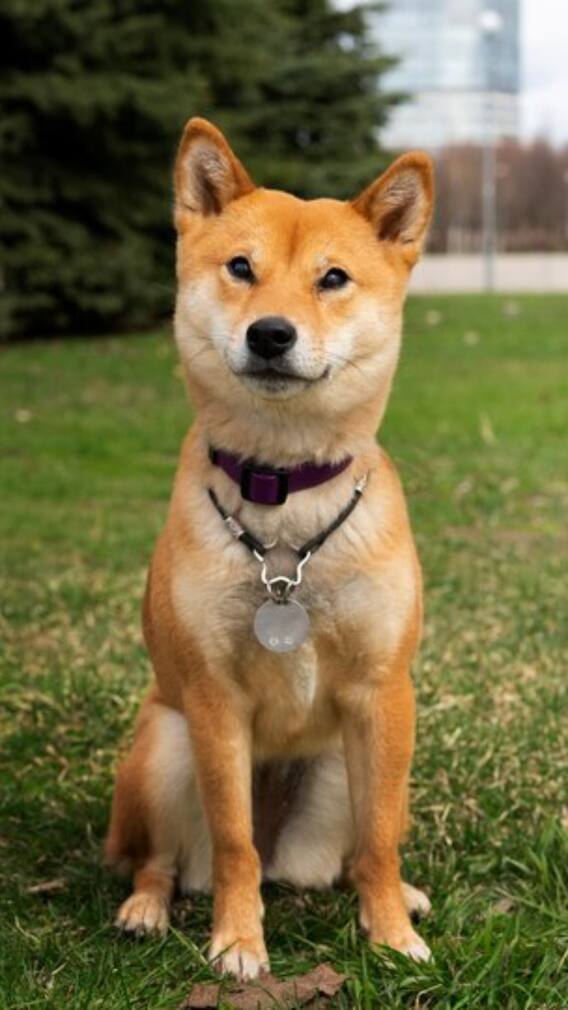 ਕੁੱਤਾ ਆਪਣੇ ਮਾਲਕ ਦਾ ਪਿੱਛਾ ਕਿਉਂ ਕਰਦਾ?