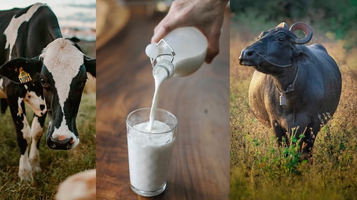 Cow and Buffalo milk : गाय असो की  म्हैस दूध दोन्ही फायदेशीर आहे.परंतु जेव्हा तुम्हाला दोन्हीच्या दुधापैकी एक निवडायचे असते तेव्हा तुम्ही कोणते दूध निवडाल?दोघांमध्ये काही महत्त्वाचा फरक काय आहे पहा .