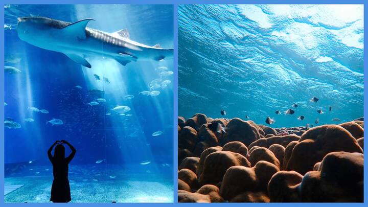 Largest Aquarium in the World List: விலங்குகள் மற்றும் பறவைகள் காட்சி சாலை போன்றே, தற்போது நீர்வாழ் உயிரினங்களின் காட்சி சாலை மக்களிடையே பிரபலம் அடைந்து வருகிறது. சில பிரபலான இடங்களைக் காண்போம்.