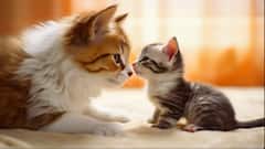 ਬੱਚੇ ਨੂੰ ਜਨਮ ਦੇਣ ਤੋਂ ਪਹਿਲਾਂ ਬਿੱਲੀ ਕਿੰਨੇ ਦਿਨ ਰਹਿੰਦੀ ਹੈ ਗਰਭਵਤੀ ?