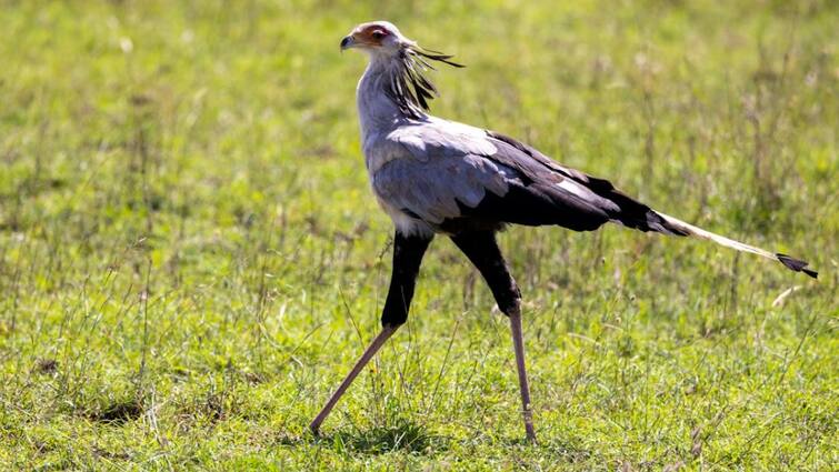 bird called killer queen it attacks its prey in the blink of an eye इस पक्षी को क्यों कहा जाता है क‍िलर क्‍वीन, पलक छपकते ही अपने शिकार पर करती है हमला