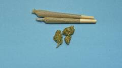 एक चुटकी गांजा रखने या लेने की सजा जानते हैं आप? ये है कानून