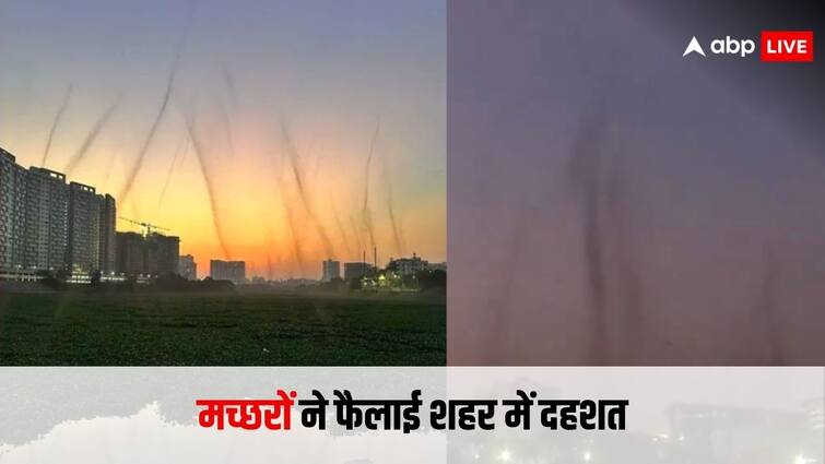 Tornado of mosquitoes created terror in Pune video of them surrounding the building went viral पुणे में मच्छरों के झुंड का आया बवंडर, आसमान छूती इमारतों को घेरा,  आसपास के लोग हैं डरे हुए