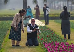 Tulip Festival : राजधानी दिल्लीत ट्युलिप फेस्टिवलची धूम!