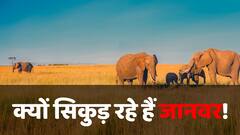 क्या सच में बड़े-बड़े जानवर अब सिकुड़ने लगे हैं...जानिए क्या कहता है विज्ञान