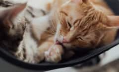 ਬੱਚੇ ਨੂੰ ਜਨਮ ਦੇਣ ਤੋਂ ਪਹਿਲਾਂ ਬਿੱਲੀ ਕਿੰਨੇ ਦਿਨ ਰਹਿੰਦੀ ਹੈ ਗਰਭਵਤੀ ?