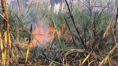 Sugarcane crops burnt near Tirupattur farmer tears - TNN தீப்பிடித்து எரிந்த கரும்பு பயிர் தண்ணீர் இல்லாமல் அணைக்க முடியாமல் போனதால் கதறி அழுத விவசாயி