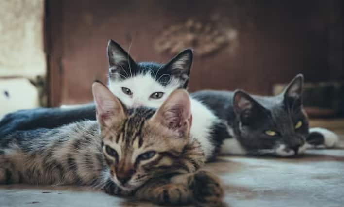 ਕੀ ਤੁਸੀਂ ਕਦੇ ਸੋਚਿਆ ਹੈ ਕਿ ਬੱਚੇ ਨੂੰ ਜਨਮ ਦੇਣ ਤੋਂ ਪਹਿਲਾਂ ਬਿੱਲੀ ਕਿੰਨੇ ਦਿਨ ਗਰਭਵਤੀ ਰਹਿੰਦੀ ਹੈ? ਜੇਕਰ ਤੁਹਾਡਾ ਜਵਾਬ ਨਹੀਂ ਹੈ ਤਾਂ ਆਓ ਜਾਣਦੇ ਹਾਂ।