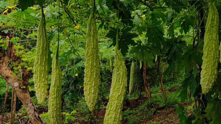 Bitter Gourd :  कारले आरोग्यासाठी खूप फायदेशीर आहे, पण लहान मुले, अनेक वयोवृद्धही जेवणाच्या ताटात पाहिल्यानंतर नाक आणि तोंड आकुंचन करू लागतात. याचे कारण म्हणजे त्याची कटुता.