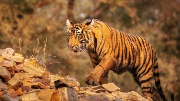 Tiger Unknown Facts: વાઘ વિશેના સમાચારોમાં અવારનવાર સાંભળવા મળે છે કે એક વાઘે બીજા વાઘ પર હુમલો કર્યો છે. મધ્યપ્રદેશના કાન્હા નેશનલ પાર્કમાં થોડા વર્ષો પહેલા એક વાઘે બીજા વાઘને માંરી નાખ્યો હતો, જાણો તેની પાછળનું કારણ શું છે.