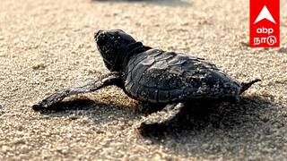 Villupuram 100 olive ridley turtle hatchlings released in Marakanam sea for the first time - TNN மரக்காணம் கடலில் முதற்கட்டமாக 100 ஆலிவ் ரிட்லி ஆமை குஞ்சுகள் விடப்பட்டது