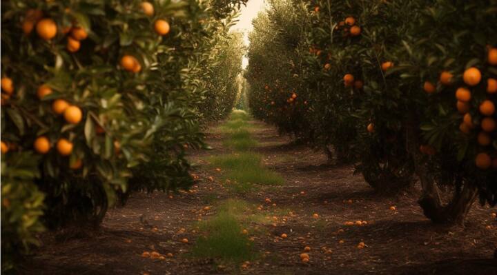 भारत में सबसे बड़ा सेब का उत्पादक राज्य जम्मू कश्मीर है. यहां 1719.42 टन सेब का उत्पादन होता है. जो 70.54 प्रतिशत है.