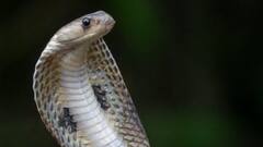 यूपी में अजीब-ओ-गरीब मामला, चलती ट्रेन में सांप दिखाकर लूट लिए नगदी और सामान, यात्रियों को मारा