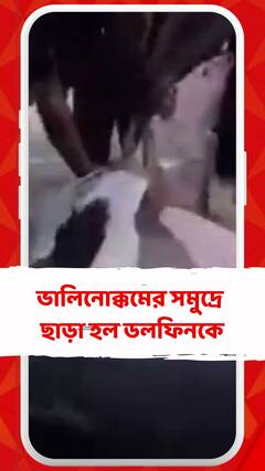 মৎস্যজীবীর জালে ডলফিন, ফিরিয়ে দেওয়া হল ফের সমুদ্রে