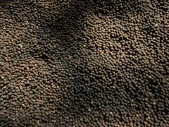 Black Pepper Benefits :   काळी मिरी रक्तदाब नियंत्रणासाठी उपयोगी, असे करा सेवन