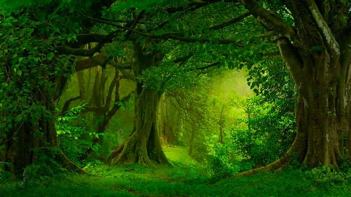 Optical Illusion: ऑप्टिकल इल्यूजन में इस बार जो तस्वीर इंटरनेट पर वायरल हो रही है. उसमें एक जंगल दिखाई दे रहा है. जंगल की तस्वीर में  चारों तरफ हरियाली है. वहीं कहीं छुपी है एक चीज जो आपको ढूंढनी है.