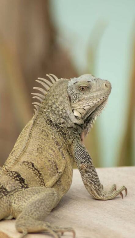 આ છે દુનિયાની સૌથી મોટી ગરોળીઓ